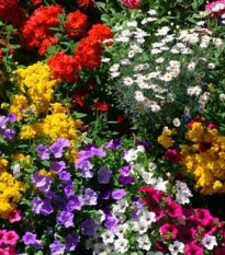 Letničky na balkón - směs - osivo letniček - 0,9 g