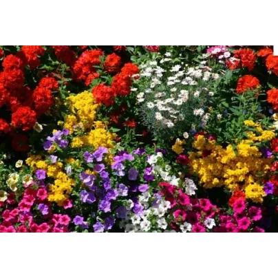 Letničky na balkón - směs - osivo letniček - 0,9 g