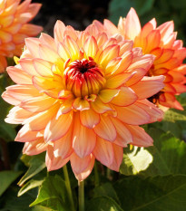Jiřinka Peaches and Cream - Dahlia - hlízy jiřinek - 1 ks
