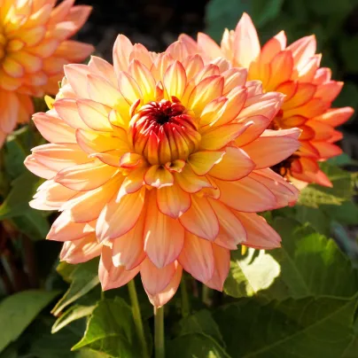 Jiřinka Peaches and Cream - Dahlia - hlízy jiřinek - 1 ks