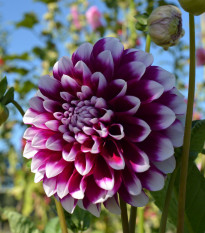 Jiřinka Edinburgh - Dahlia - hlízy jiřinek - 1 ks
