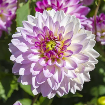 Jiřinka Melody Dixie - Dahlia - hlízy jiřinek - 1 ks