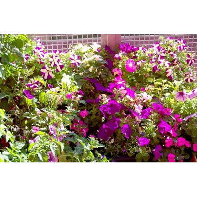 Letničky na balkón - směs - osivo letniček - 0,9 g