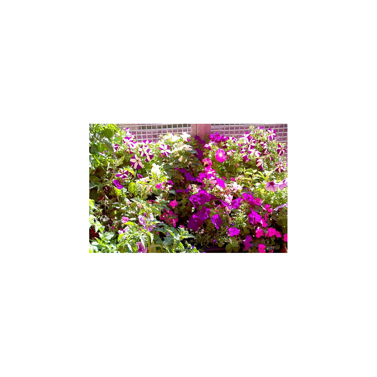 Letničky na balkón - směs - osivo letniček - 0,9 g