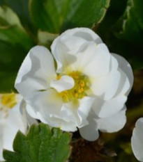 Jahodník Summer Breeze Snow F1 - Fragaria ananassa - osivo jahodníku - 10 ks