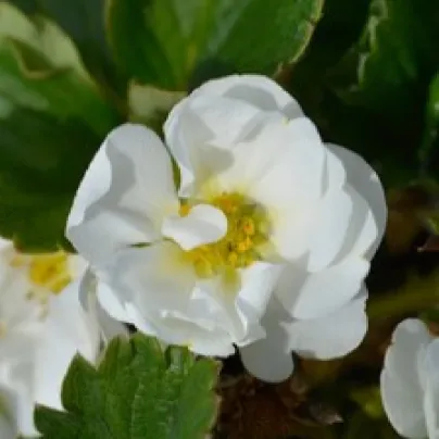 Jahodník Summer Breeze Snow F1 - Fragaria ananassa - osivo jahodníku - 10 ks