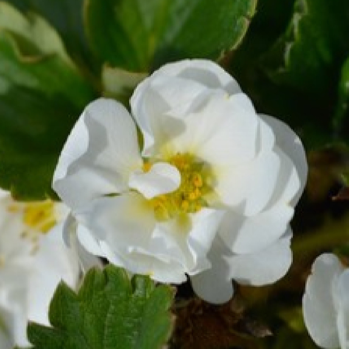 Jahodník Summer Breeze Snow F1 - Fragaria ananassa - osivo jahodníku - 10 ks