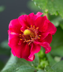 Jahodník Summer Breeze Rose F1 - Fragaria ananassa - osivo jahodníku - 10 ks