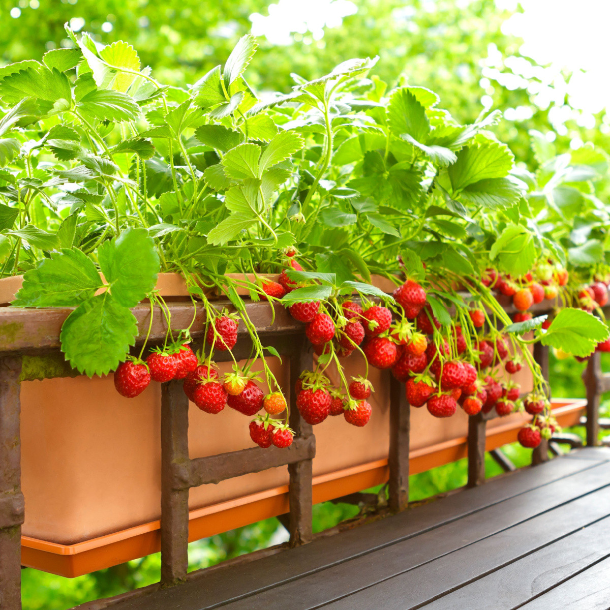 Jahodník Summer Breeze Rose F1 - Fragaria ananassa - osivo jahodníku - 10 ks