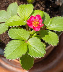 Jahodník Summer Cherry Rose F1 - Fragaria ananassa - osivo jahodníku - 10 ks