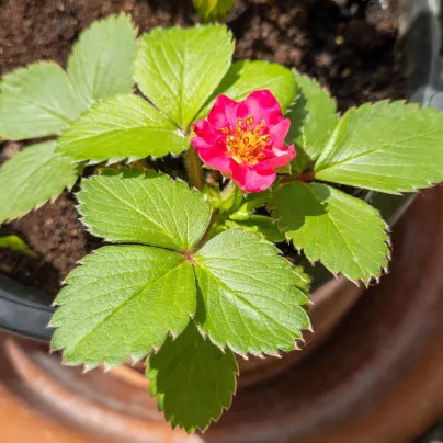 Jahodník Summer Cherry Rose F1 - Fragaria ananassa - osivo jahodníku - 10 ks