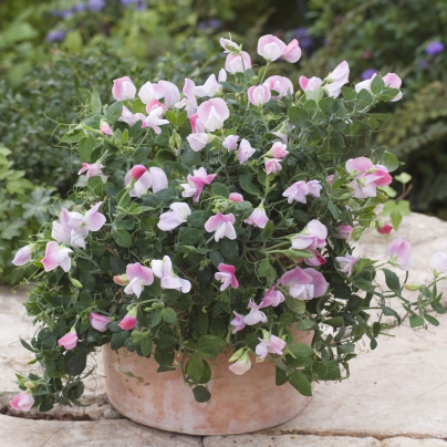 Hrachor vonný zakrslý Cupid Pink - Lathyrus odoratus -  osivo hrachoru - 12 ks