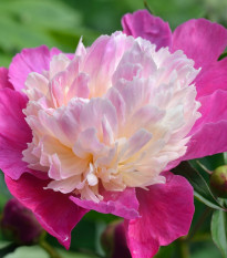 Pivoňka Gay Paree - Paeonia lactiflora - hlízy pivoněk - 1 ks