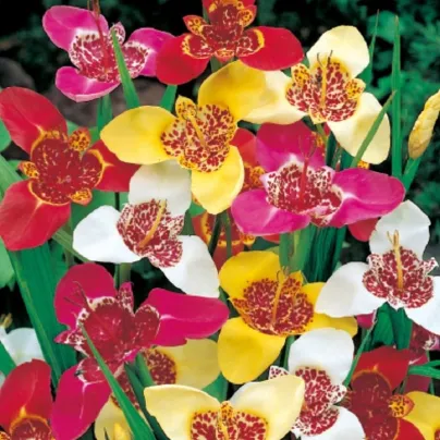 Směs tygřic - Tigridia mix - hlízy tygřice - 9 ks