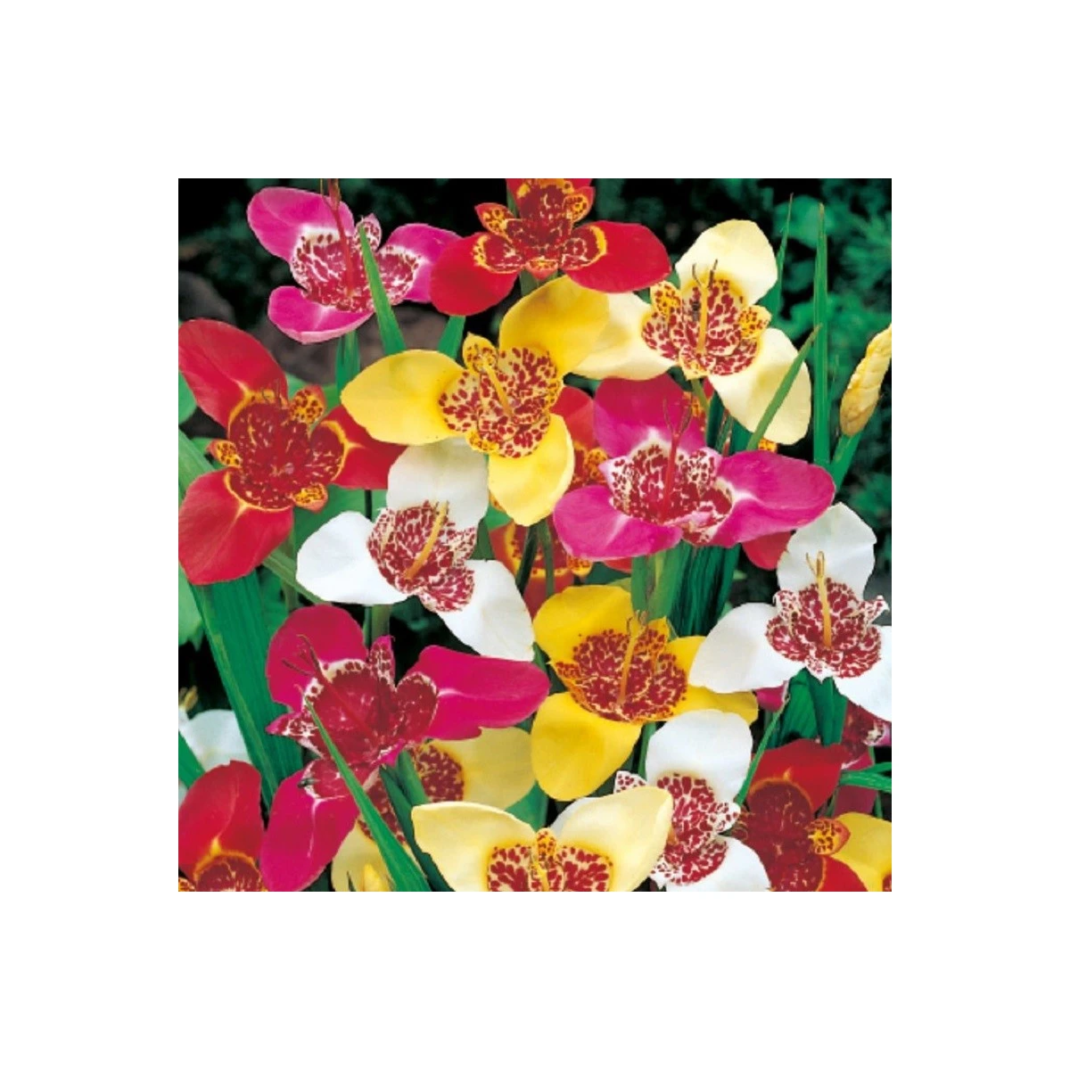 Směs tygřic - Tigridia mix - hlízy tygřice - 9 ks