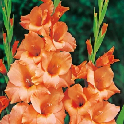 Gladiol Peter Pears - Gladiolus - hlízy gladiol - 3 ks