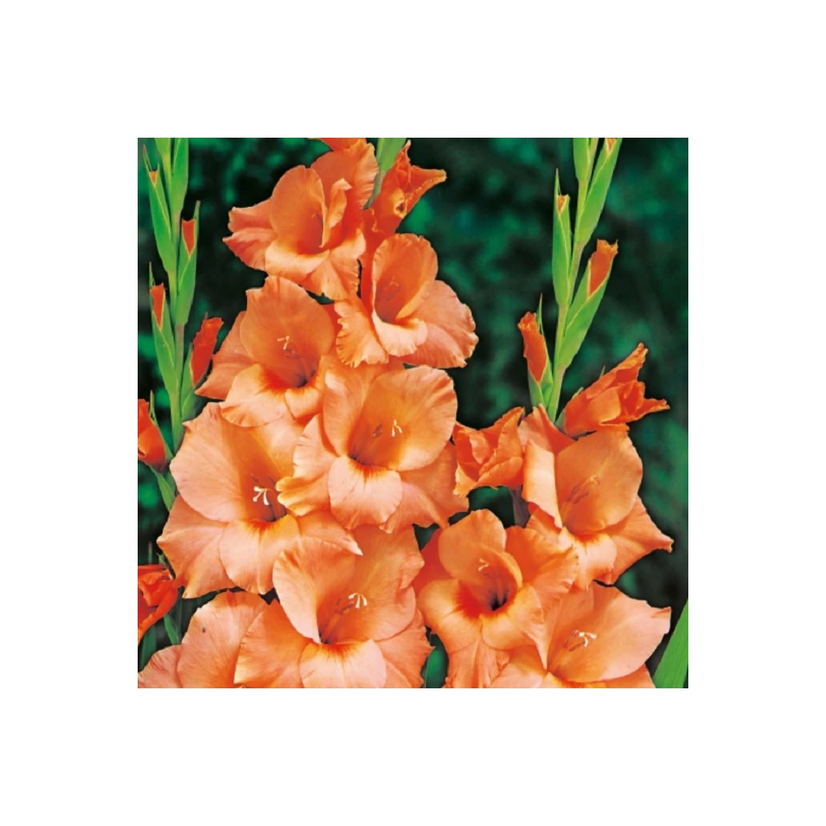 Gladiol Peter Pears - Gladiolus - hlízy gladiol - 3 ks