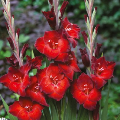 Sazeni Gladiol () Sazeni Gladiol