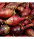 BIO Cibule sazečka Red Baron - Allium cepa - bio cibulky sazečky - 50 ks