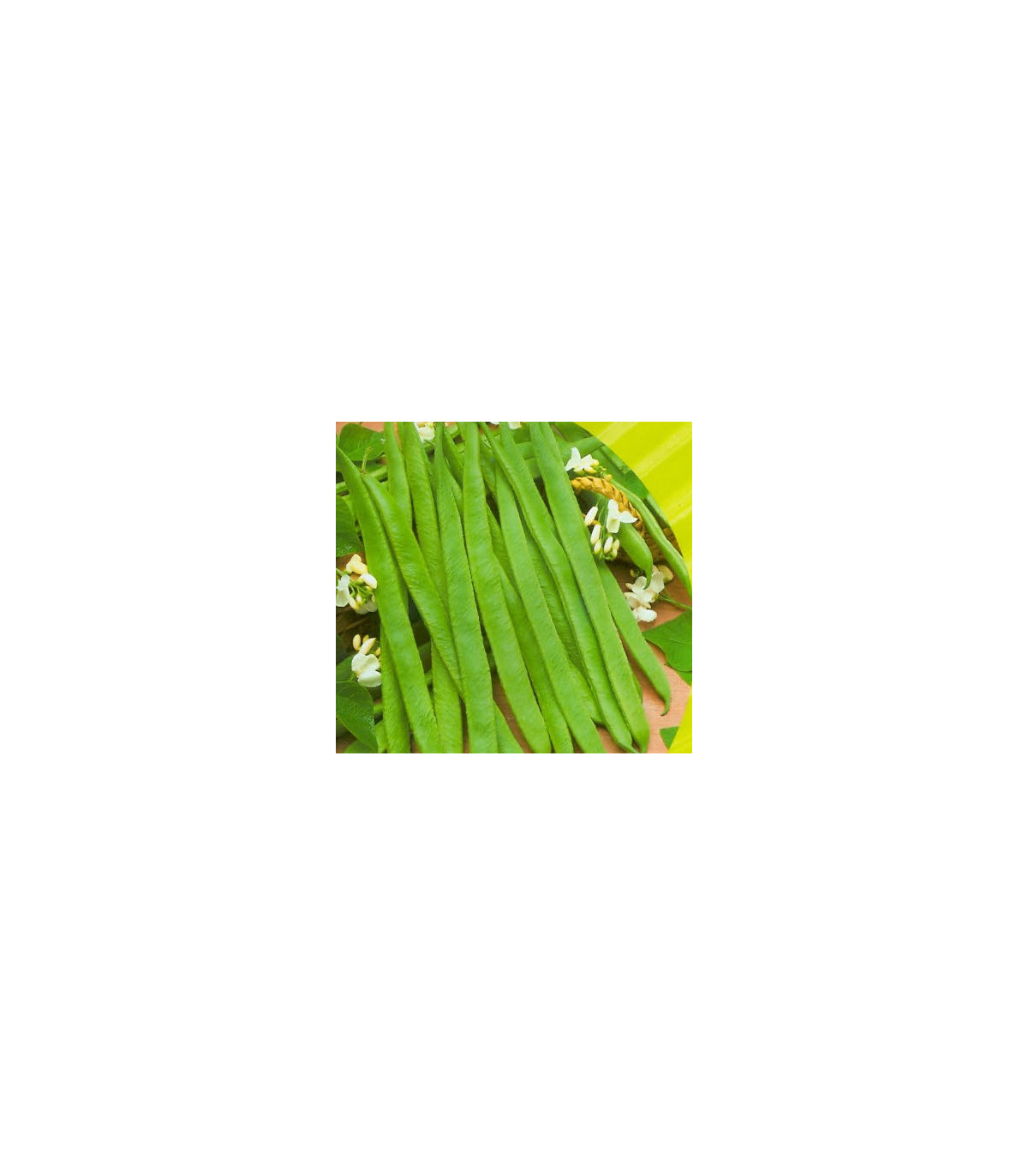 Fazol tyčkový bílý - Phaseolus vulgaris - prodej semen - 2 gr