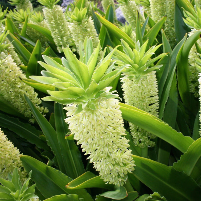 Chocholatice Autumnalis - Eucomis - cibule chocholatice - 1 ks