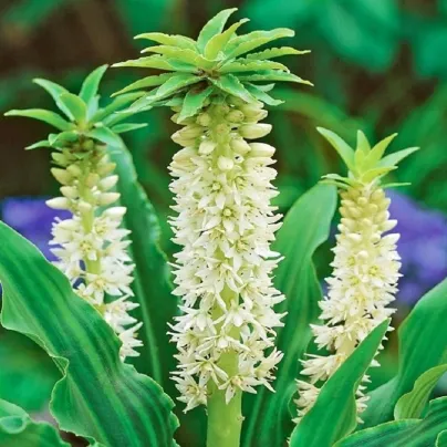 Chocholatice Autumnalis - Eucomis - cibule chocholatice - 1 ks
