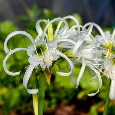 Peruánský narcis Festalis - Ismena - cibule ismény - 1 ks
