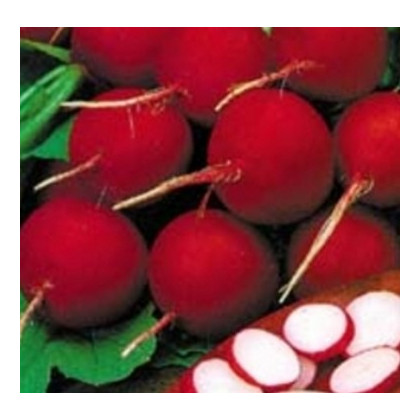 Ředkvička červená kulatá - Carnita - prodej semen ředkvičky - 50ks