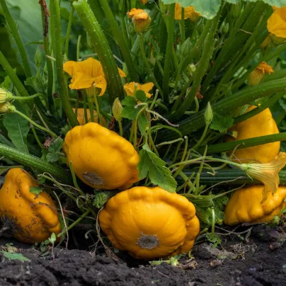 Patizon Sunseance F1 - Cucurbita pepo - osivo patizonu - 15 ks