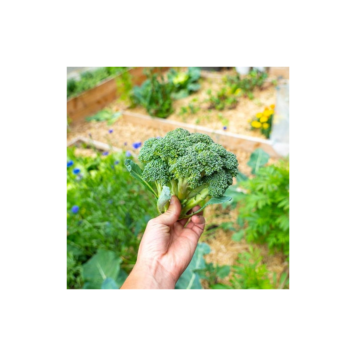 BIO Brokolice Calabrese Natalino - Brassica oleracea L. - osivo brokolice - 30 ks