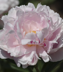 Pivoňka The Fawn - Paeonia lactiflora - hlízy pivoněk - 1 ks