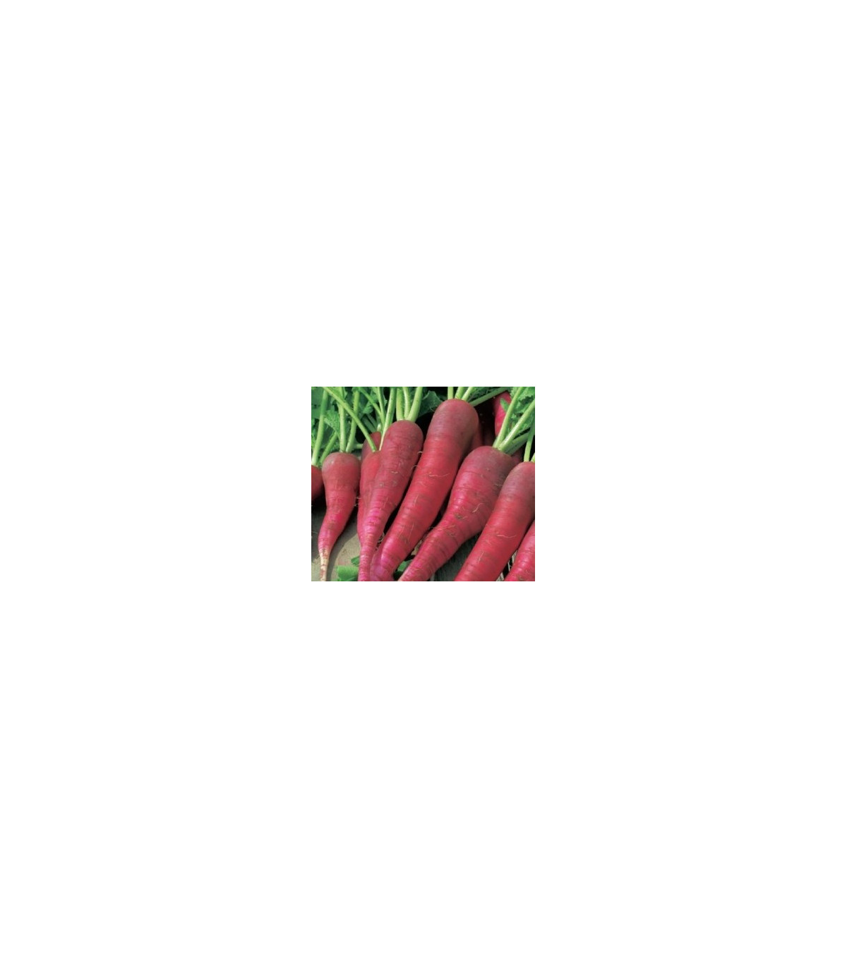 BIO Ředkvička růžová raná - Raphanus sativus - bio osivo ředkvičky - 0,3 g