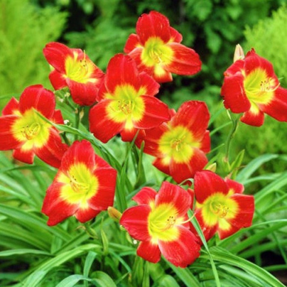 Denivka Longsfield Red Baron - Hemerocallis - hlízy denivky - 1 ks