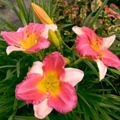 Denivka Final Touch - Hemerocallis - hlízy denivky - 1 ks