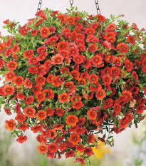 Minipetúnie Kabloom Orange - Milionbells - Calibrachoa - osivo petúnie - 6 ks