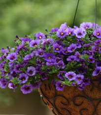 Minipetúnie Kabloom Denim - Milionbells - Calibrachoa - osivo petúnie - 6 ks