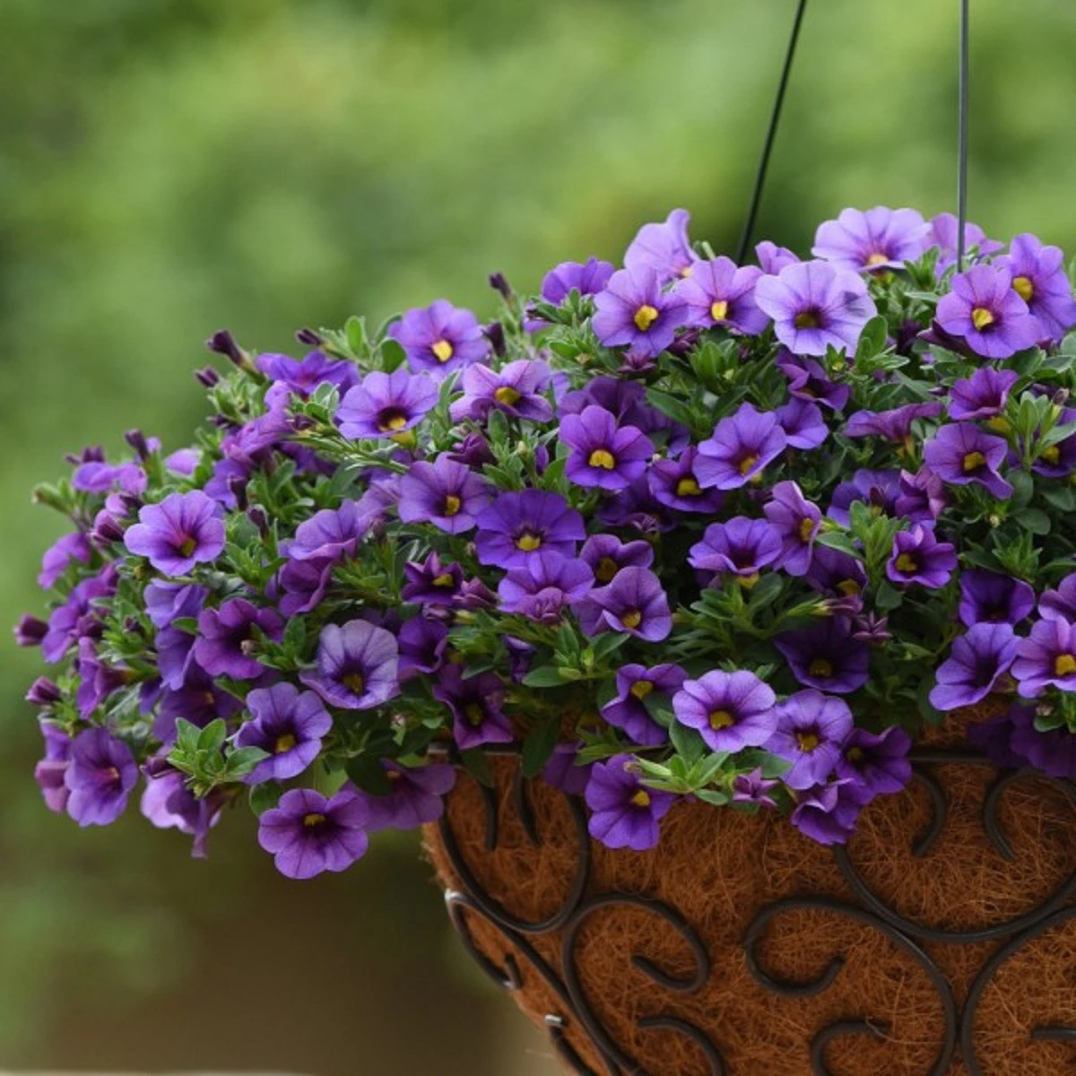 Minipetúnie Kabloom Denim - Milionbells - Calibrachoa - osivo petúnie - 6 ks