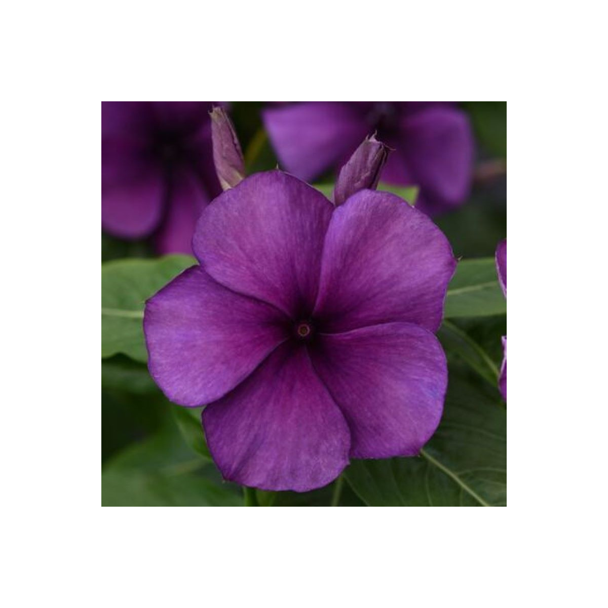 Barvínek Tatoo Blueberry - Catharanthus - osivo barvínku - 20 ks