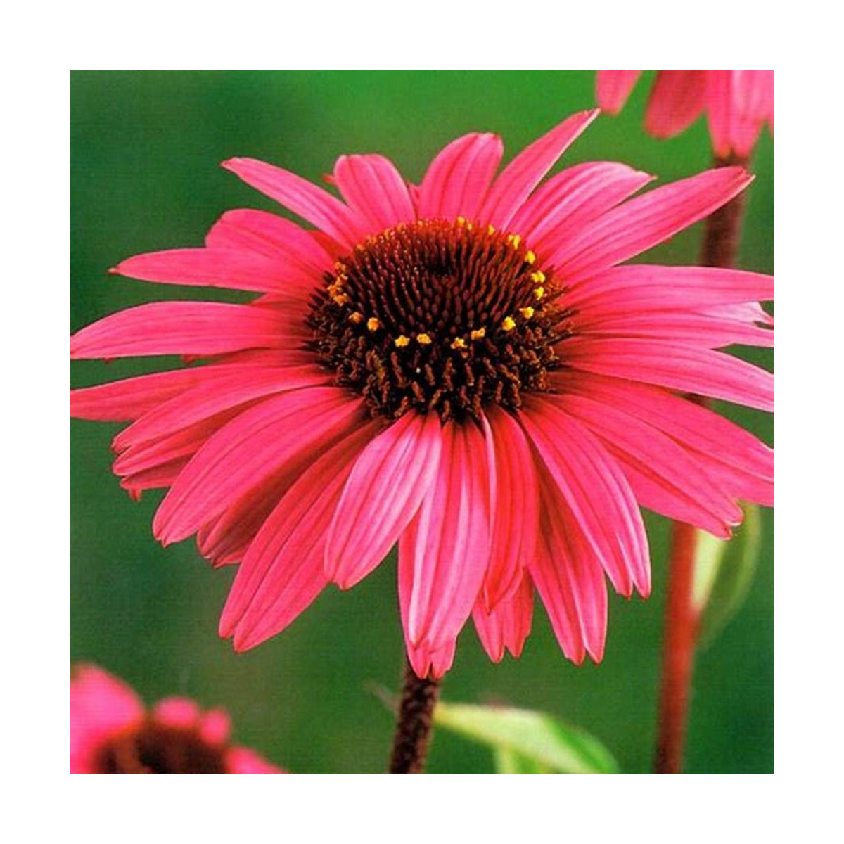 Třapatkovka purpurová - Echinacea - prostokořenná sazenice třapatkovky - 1 ks