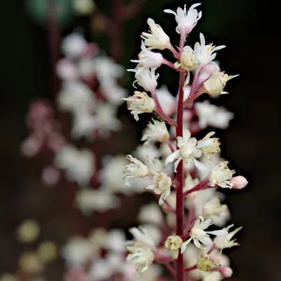 Dlužicha Dales Strain - Heuchera - prostokořenné sazenice dlužichy - 1 ks