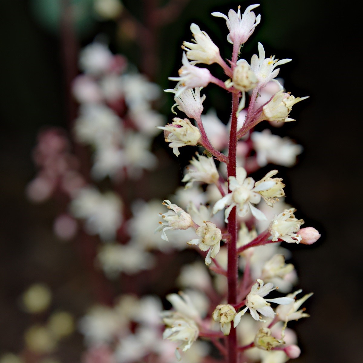 Dlužicha Dales Strain - Heuchera - prostokořenné sazenice dlužichy - 1 ks