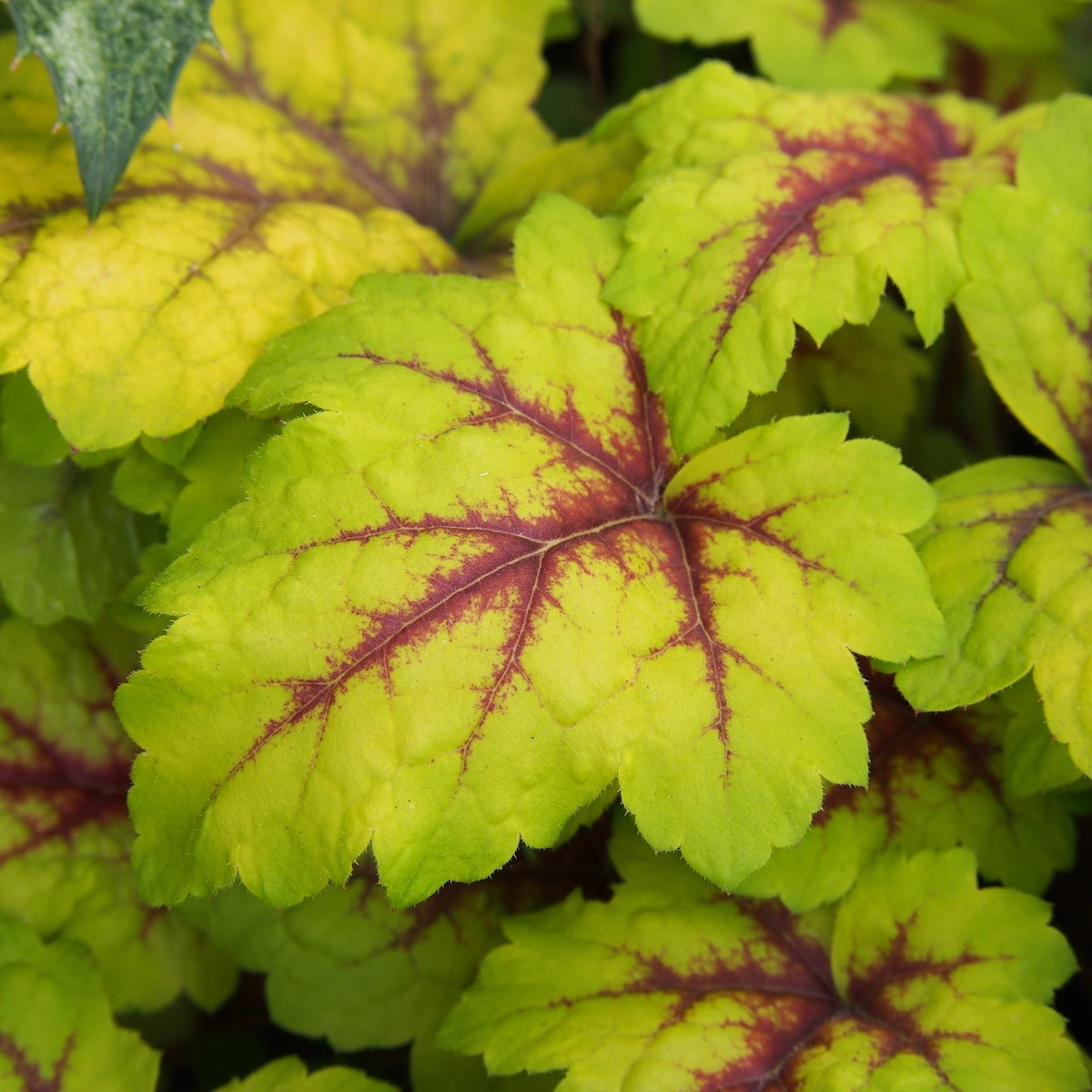 Dlužicha Dales Strain - Heuchera - prostokořenné sazenice dlužichy - 1 ks