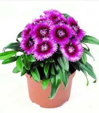 Hvozdík Chiba Purple Picotee F1 - Dianthus interspecific - osivo hvozdíku - 18 ks