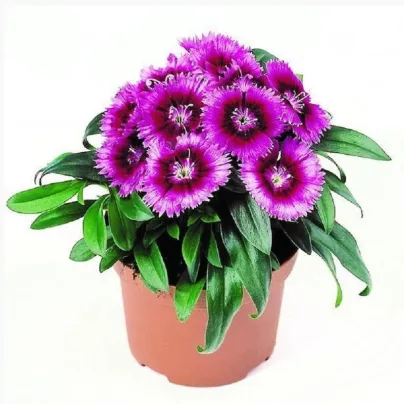 Hvozdík Chiba Purple Picotee F1 - Dianthus interspecific - osivo hvozdíku - 18 ks