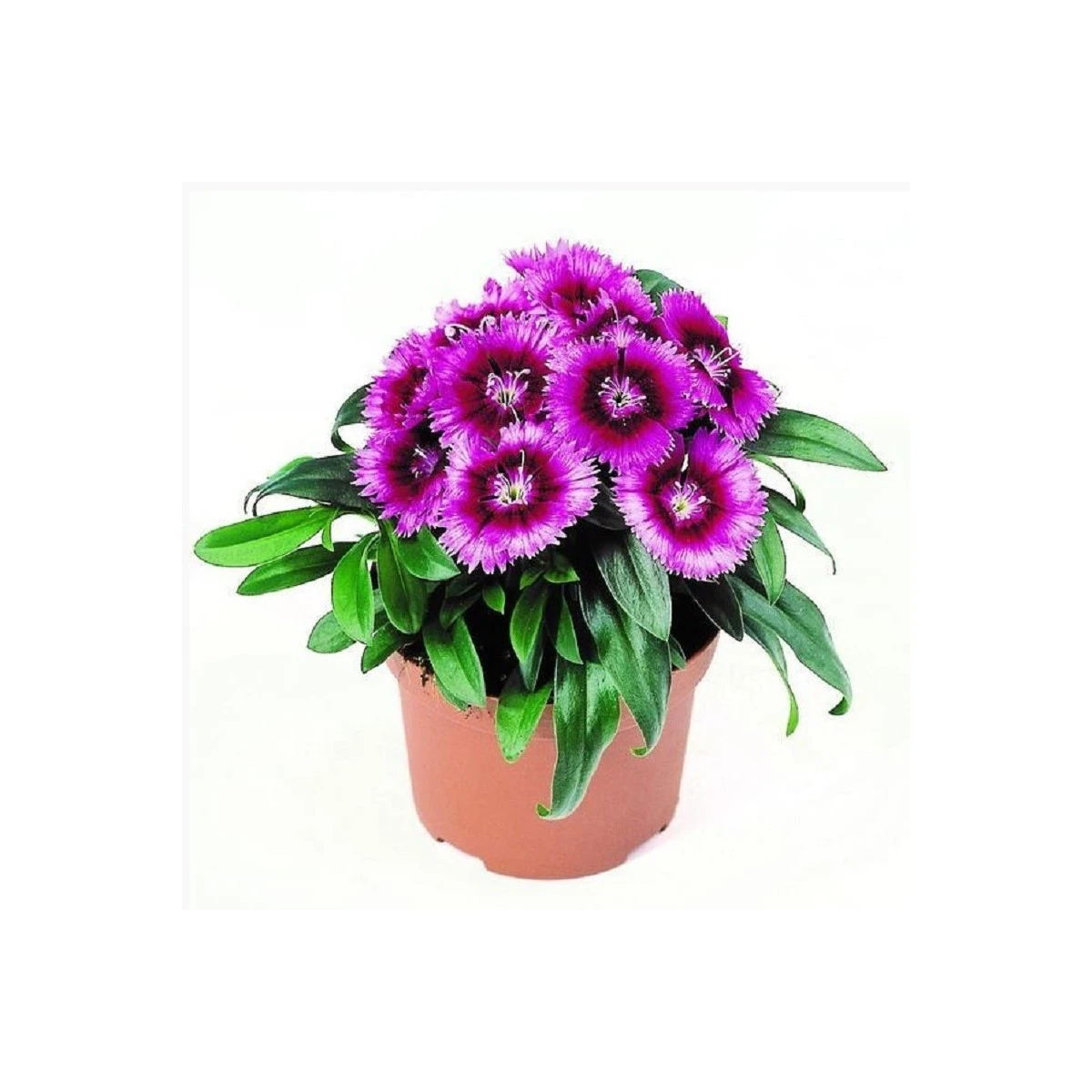Hvozdík Chiba Purple Picotee F1 - Dianthus interspecific - osivo hvozdíku - 18 ks