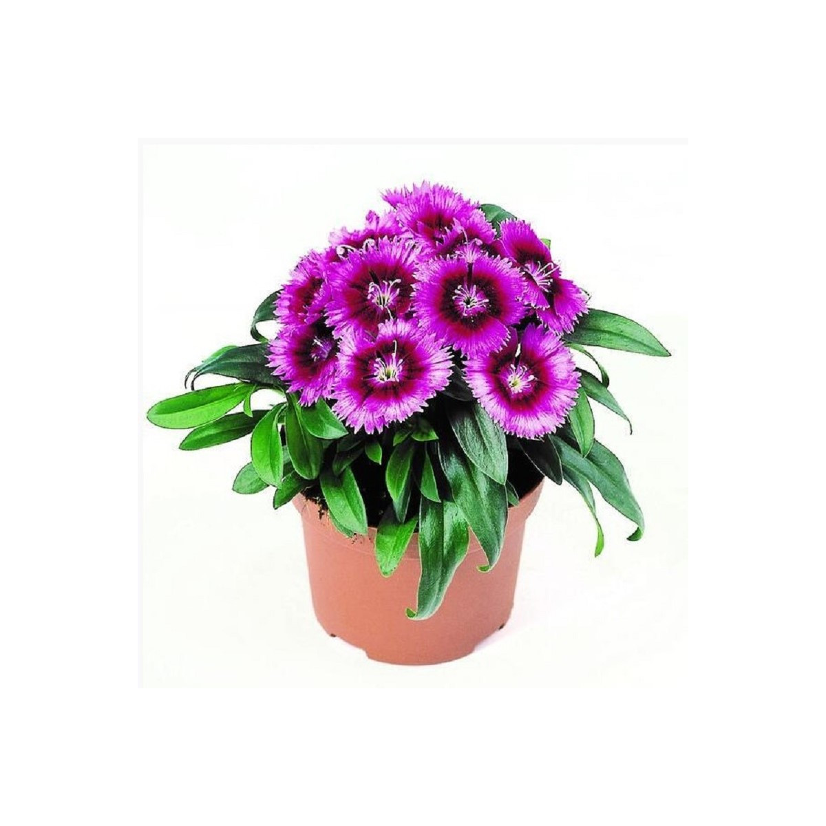 Hvozdík Chiba Purple Picotee F1 - Dianthus - osivo hvozdíku - 18 ks