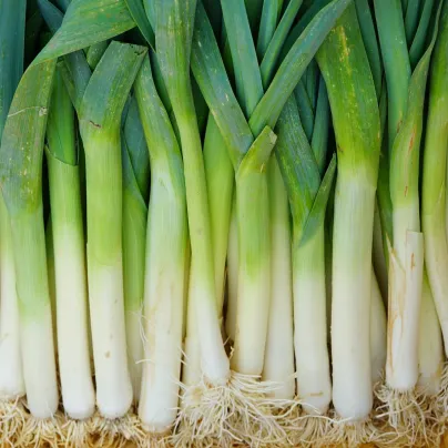 Pór Odrín F1 - Allium porrum - osivo póru - 70 ks