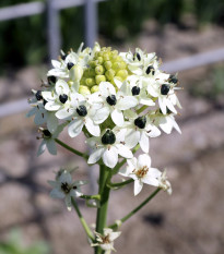 Snědek Saundersův - Ornithogalum saundersiae - cibule snědku - 1 ks
