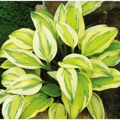 Funkie - Hosta Captains Adventure - hlízy hosty - 1 ks
