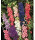 Ostrožka zahradní hyacintokvětá směs barev - Consolida ajacis - osivo stračky - 300 ks